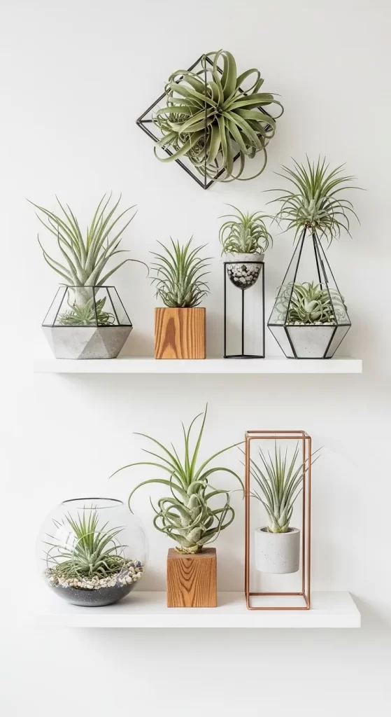 Air Plant Gallery