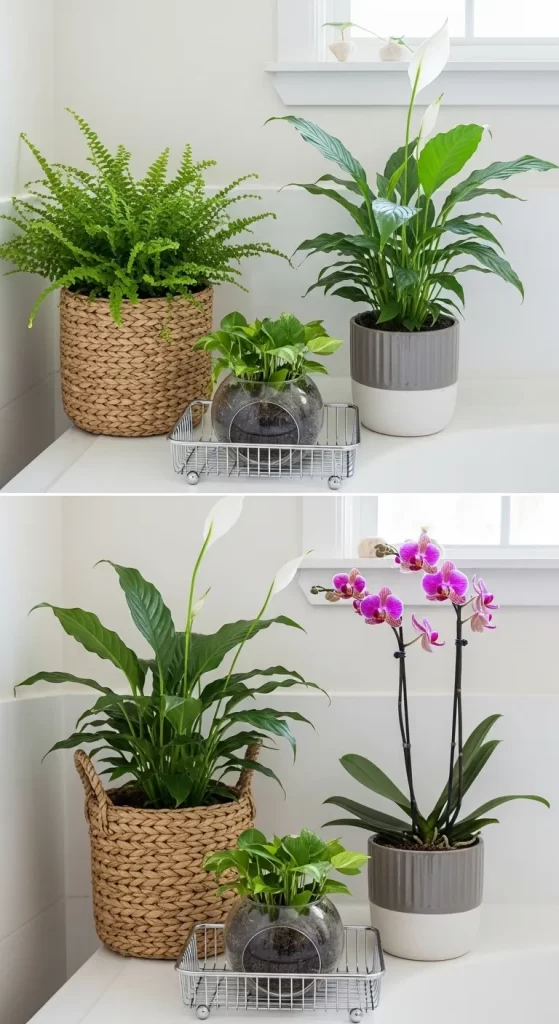 Serene Plant Corner