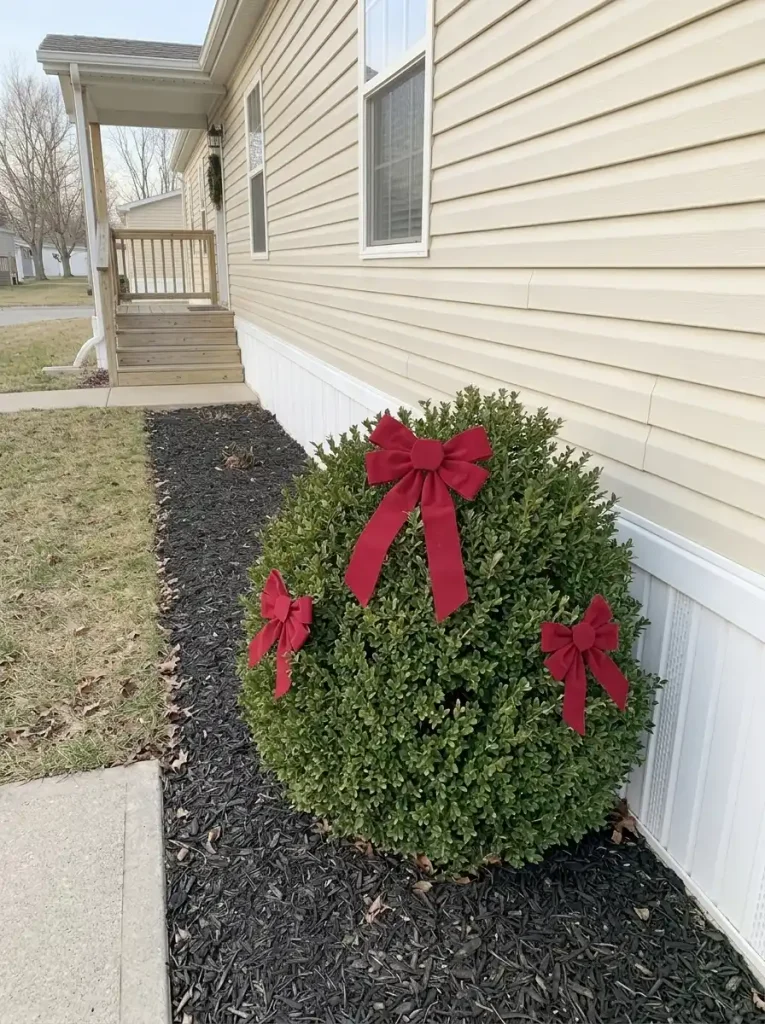 Rounded evergreen shrub with three red Christmas bows next to an unobstructed walkway in front of a small mobile home.